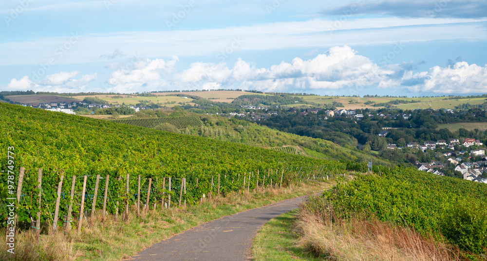 Naklejka premium Grapes for riesling wine growing on the vine, vineyard in Trier, Moselle Valley in Germany, landscape and agriculture in rhineland palatine