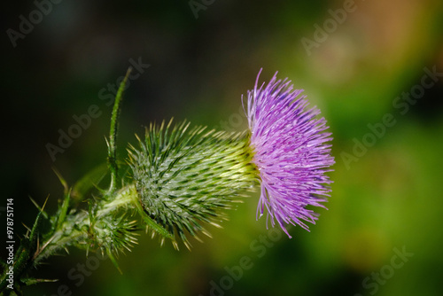 Violet Bull Thistle flower closeup photo