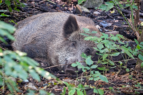 Wildschweine ( Sus scrofa ).