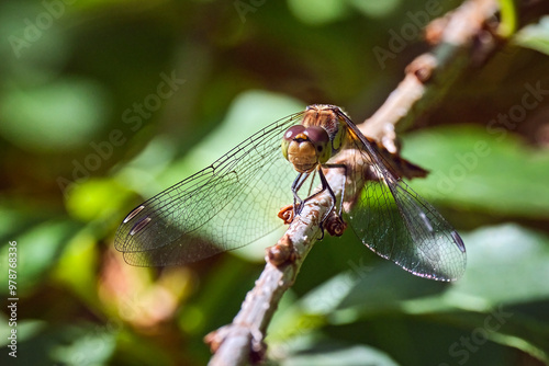 Große Heidelibelle ( Sympetrum striolatum ). photo