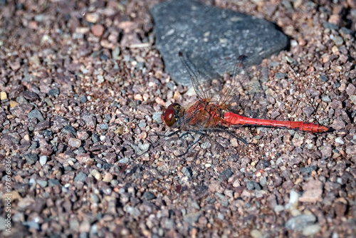 Blutrote Heidelibelle ( Sympetrum sanguineum ). photo