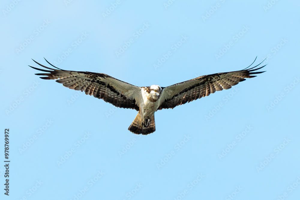 Balbuzard pêcheur, Pandion haliaetus, Western Osprey Balbuzard pêcheur, Pandion haliaetus, Western Osprey