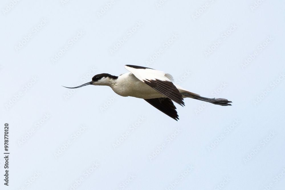 Fototapeta premium Avocette élégante, Recurvirostra avosetta, Pied Avocet