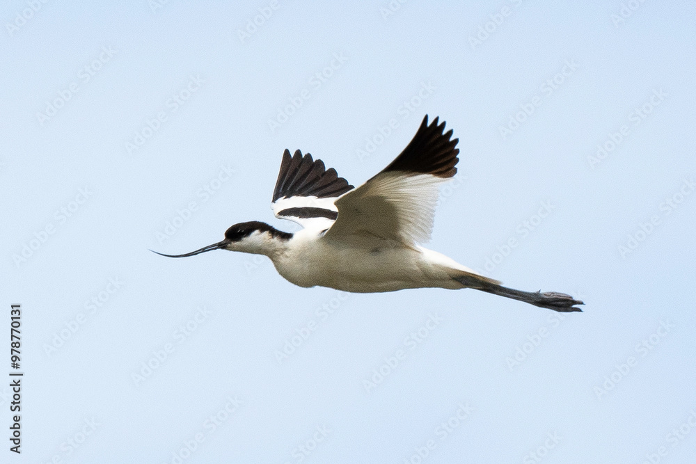 Fototapeta premium Avocette élégante, Recurvirostra avosetta, Pied Avocet
