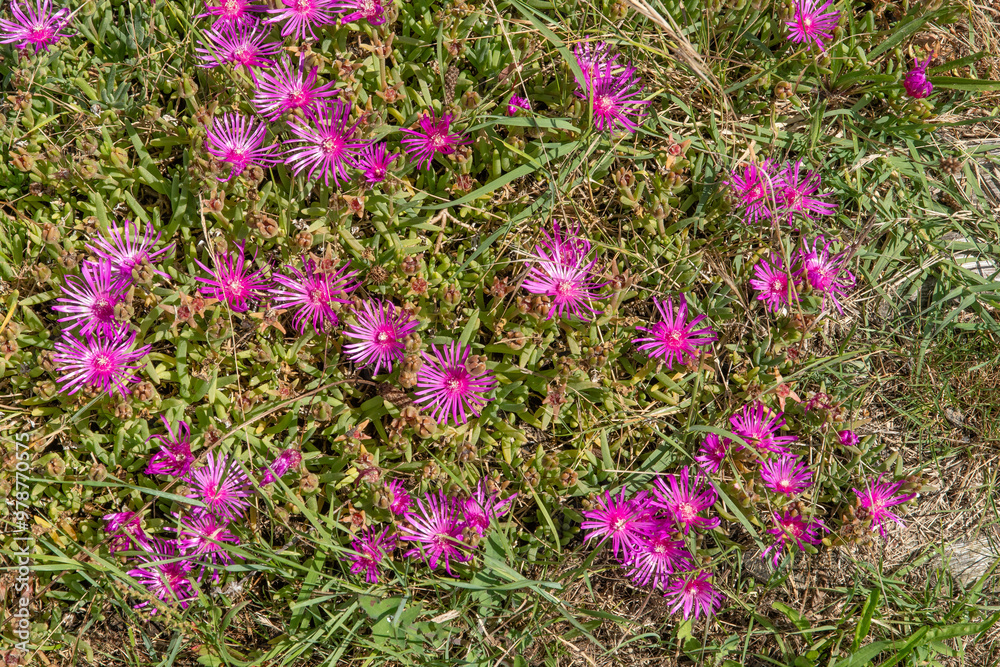 Figue des Hottentots, figue marine, carpobrotus edulis Figue des Hottentots, figue marine, carpobrotus edulis
