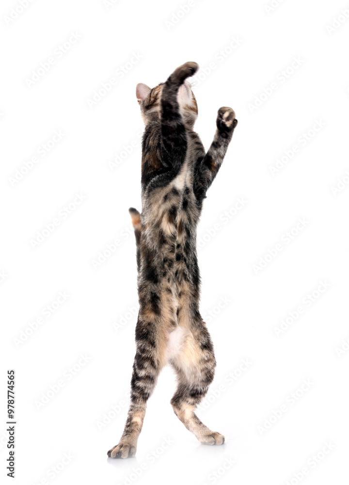 Obraz premium little cat in studio