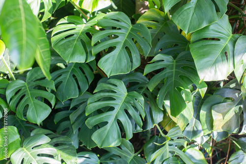 Monstera delicosa leaves textured background photo