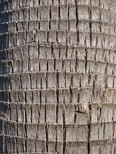 Palm bark - texture