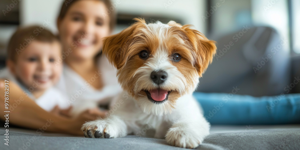 Pet in living with family, playing together at with dog Pet in living with family, playing together at with dog