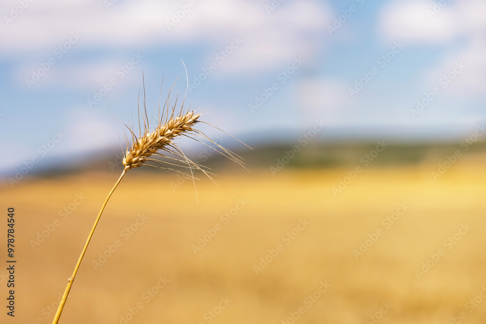 Fototapeta premium Detail Wheat. Wheat field and blue sky