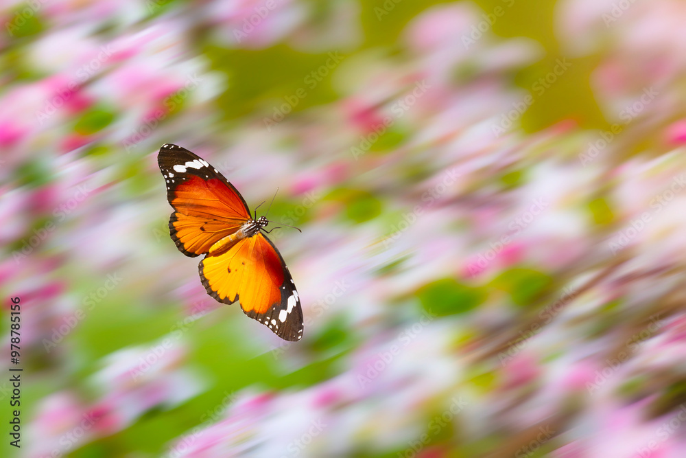Naklejka premium Flying butterfly. Colorful nature background. Danaus chrysippus. Plain Tiger.