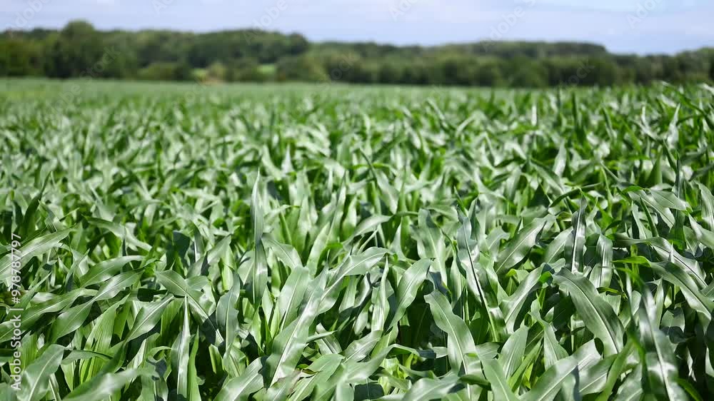 Green corn or maize in agricultural plantation with wind blowing. Cereal plant, agricultural industry concept. Green corn or maize in agricultural plantation with wind blowing. Cereal plant, agricultural industry concept.