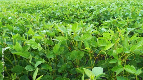 Business Farming Concept. Lifestyle Large Green Field Of Soybean Sprouts Under Sky. Young Sprout Growing Fresh. photo