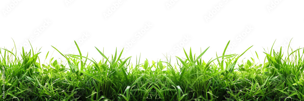 A field of green grass with a white background A field of green grass with a white background