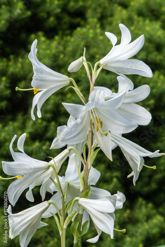 White bluebell flowers grow in summer garden against blurred green garden background. Campanula persicifolia (peach bell leaf). Close-up. Nature design concept. photo