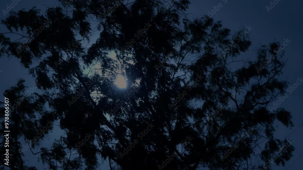 Bright light of full moon shines through swaying branches of tree. Bright light of full moon shines through swaying branches of tree.