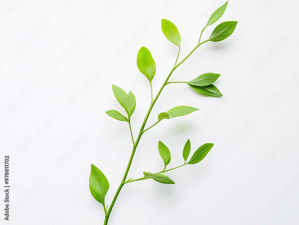 Plant leaves, stems, mockup