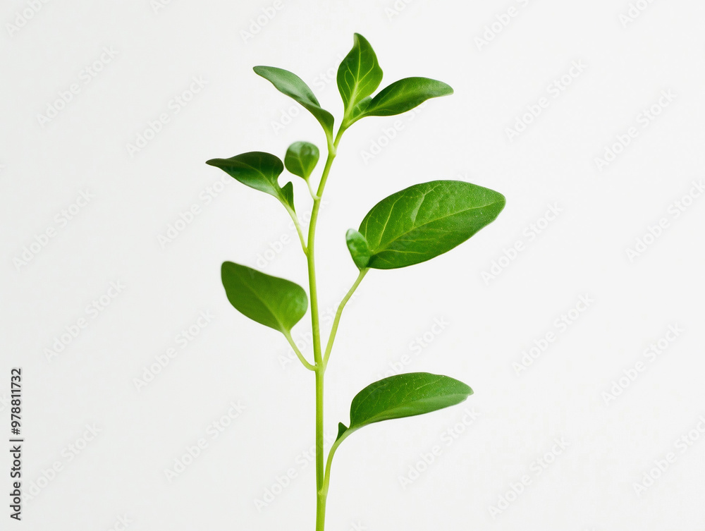 Plant leaves, stems, mockup Plant leaves, stems, mockup