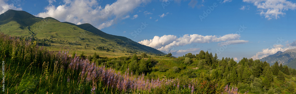 Fototapeta premium Scenic alpine meadow with vibrant wildflowers, rugged mountains under blue sky with fluffy clouds. Tonale Pass, Italy. Summer landscape. Dolomite Alps. Mountain landscape panorama, greenery scene