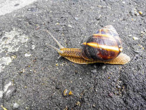 Garden snail crawls on wet asphalt. Top view photo