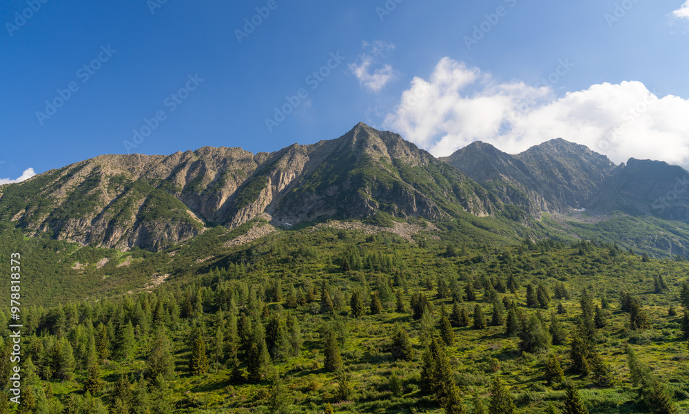 Lush alpine landscape with scattered evergreen trees leading up to towering, rugged mountain peaks under blue sky, pristine wilderness. Tonale Pass, Italy. Summer vacation. Panorama, banner Lush alpine landscape with scattered evergreen trees leading up to towering, rugged mountain peaks under blue sky, pristine wilderness. Tonale Pass, Italy. Summer vacation. Panorama, banner