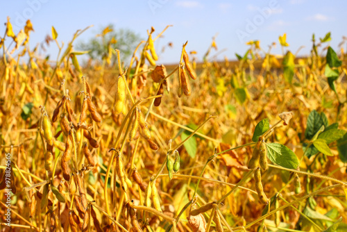 Ripe golden brown soybeans in a soybean plantation at sunset, close-up. Soy pods. Soybean field in golden glow. Concept of good harvest, world food crisis