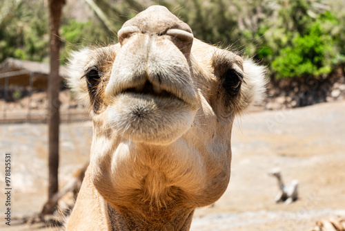 Closeup of a camel's nose and mouth