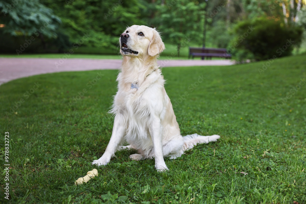Cute Golden Retriever and dog toy on green grass Cute Golden Retriever and dog toy on green grass