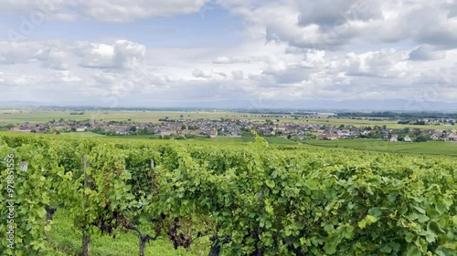 Vineyard Landscape of Bergholtz, Haut-Rhin, Alsace, Overlooking the Village and Plains with the Vosges Mountains in the Distance, Late Summer to Early Autumn photo