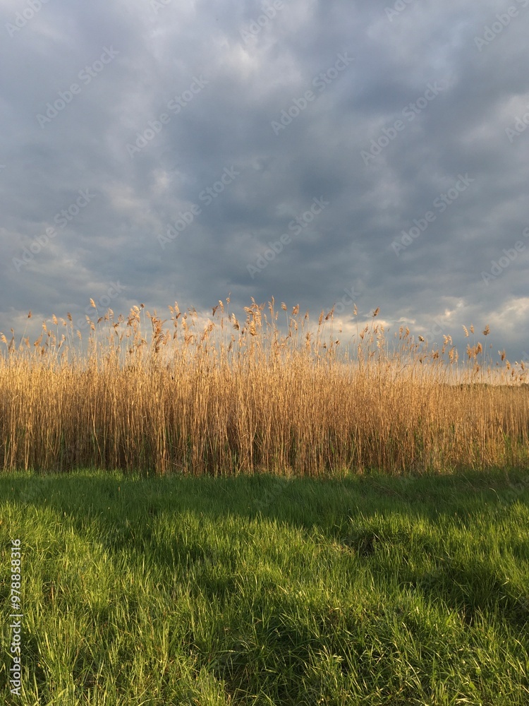 Obraz premium landscape with grass and clouds