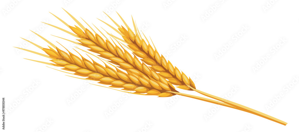 Sheaf of wheat lying on a white background Sheaf of wheat lying on a white background