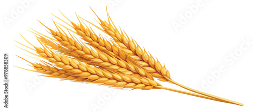 Sheaf of wheat lying on a white background