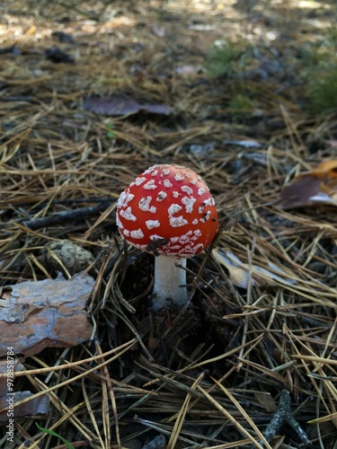 fly agaric mushroom photo