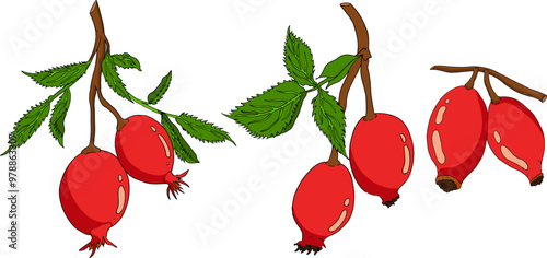 Hand drawn garden wild rose, rosehip, dog rose, sweetbriar vector, colored illustration. Floral design element.	