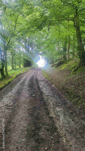 Forest path in the morning light, an adventurous forest path