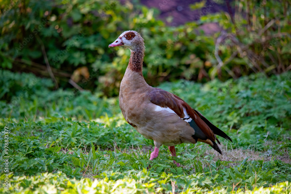 Eine Nil Gans im Gras Eine Nil Gans im Gras
