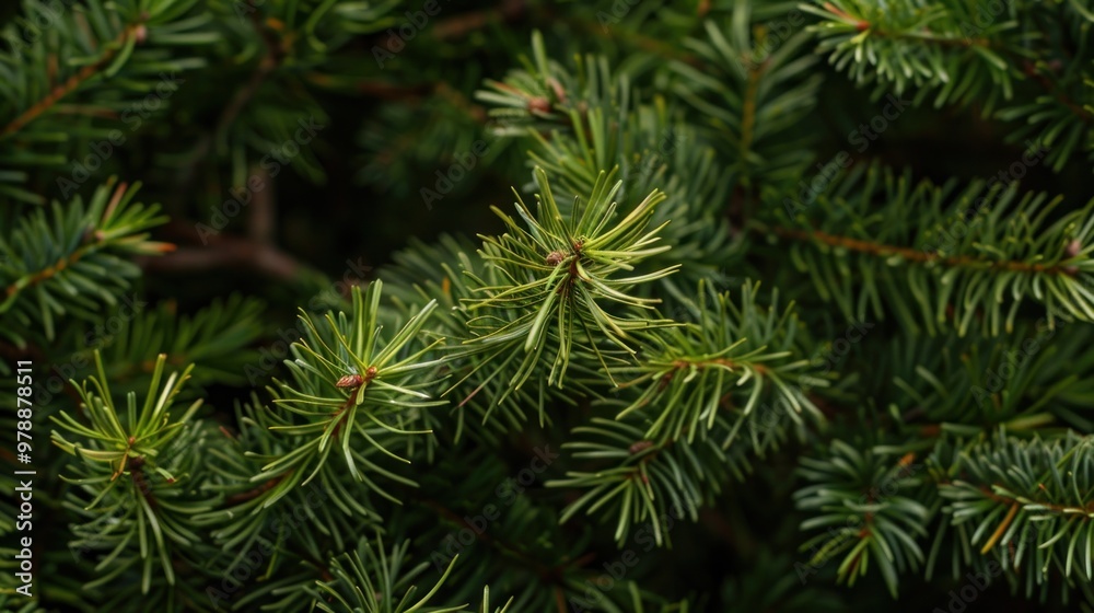 Close-up of evergreen fir tree branches with sharp green needles. Nature and winter holiday concept for design and print. Close-up of evergreen fir tree branches with sharp green needles. Nature and winter holiday concept for design and print.