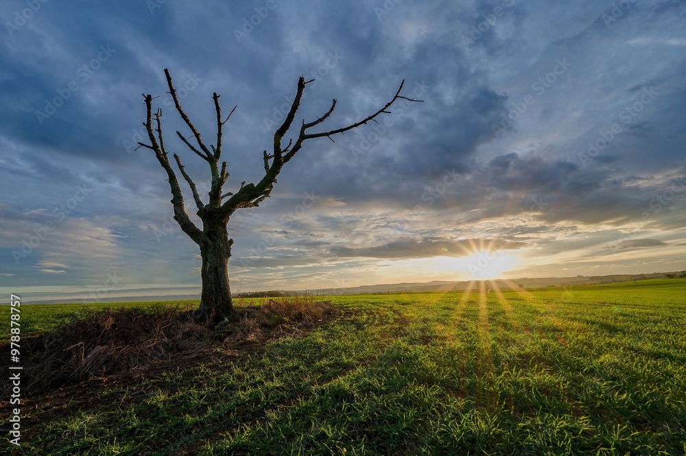 Fototapeta premium tree in the field