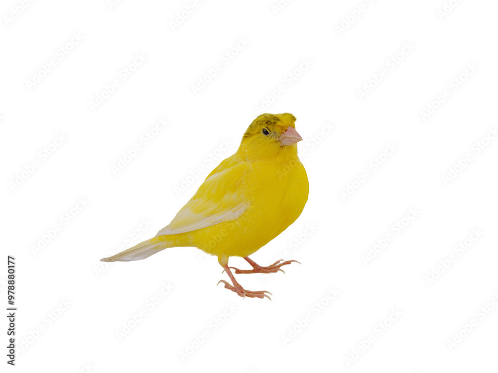 canary isolated on white background canary isolated on white background