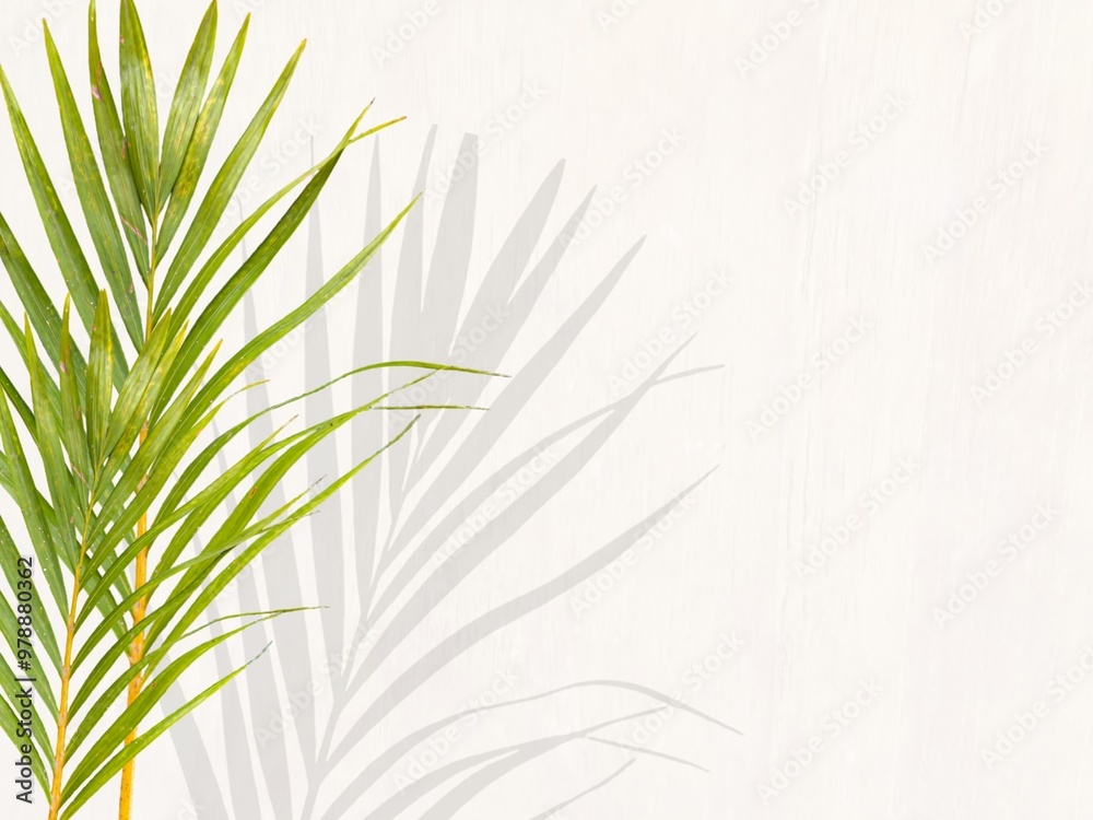 Young palm or coconut leaves with isolated white background. Clipping path set. Palm leaf set isolated. Empty space for text Young palm or coconut leaves with isolated white background. Clipping path set. Palm leaf set isolated. Empty space for text