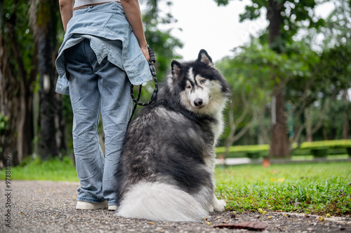 A beautiful, fluffy Siberian husky dog on a leash is sitting beside its owner, in a park.
