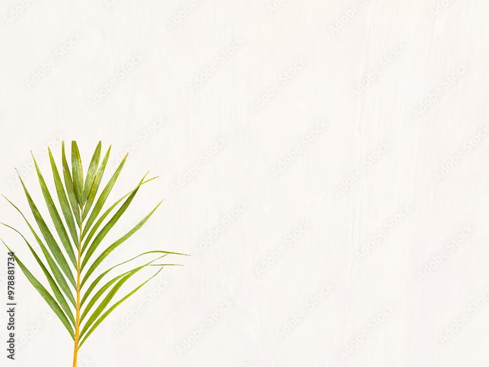 Young palm or coconut leaves with isolated white background. Clipping path set. Palm leaf set isolated. Empty space for text Young palm or coconut leaves with isolated white background. Clipping path set. Palm leaf set isolated. Empty space for text