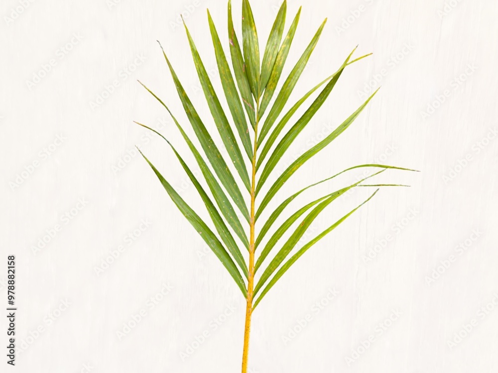 Obraz premium Young palm or coconut leaves with isolated white background. Clipping path set. Palm leaf set isolated. Empty space for text