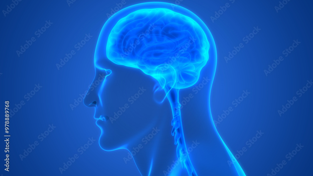 Central Organ of Human Nervous System Brain Anatomy Central Organ of Human Nervous System Brain Anatomy
