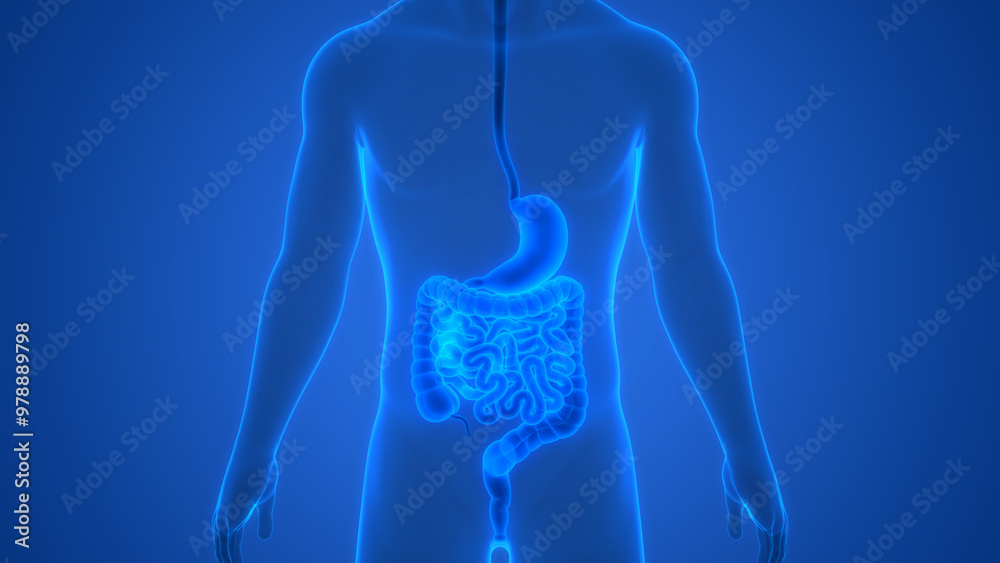 Human Digestive System Anatomy Human Digestive System Anatomy