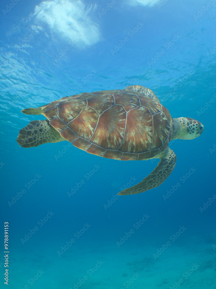 a sea turtle on a reef in the caribbean sea a sea turtle on a reef in the caribbean sea