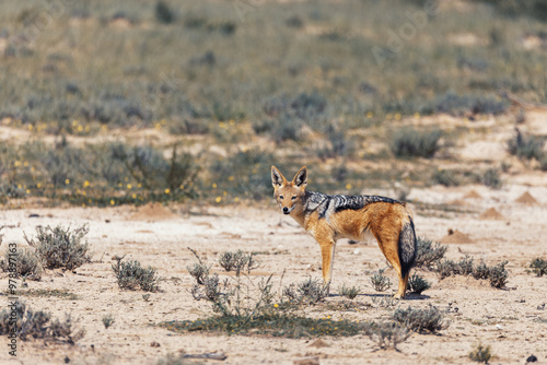 Black-backed jackal, Canis mesomelas in natural habitat Kalahari, South Africa, Africa safari Wildlife photo