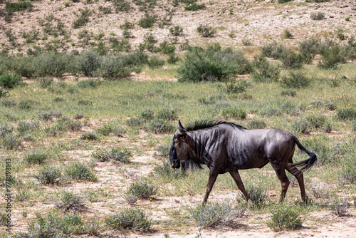 Wild animal Blue Wildebeest Gnu (Connochaetes taurinus) in Kalahari, green desert after rain season. Kgalagadi Transfrontier Park, South Africa wildlife safari