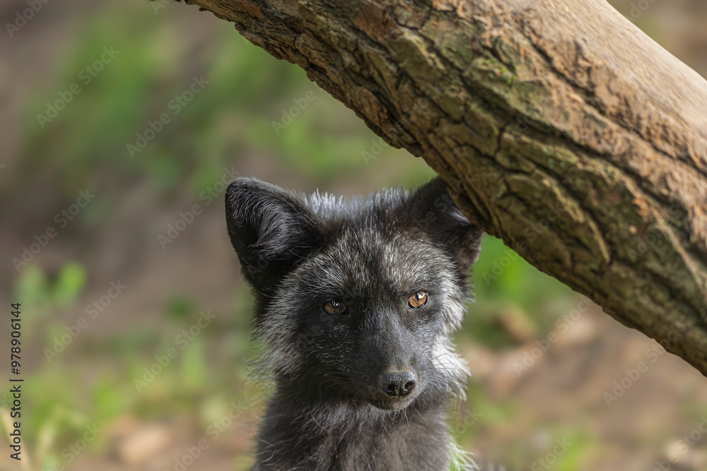 Im Wolfscenter Im Wolfscenter