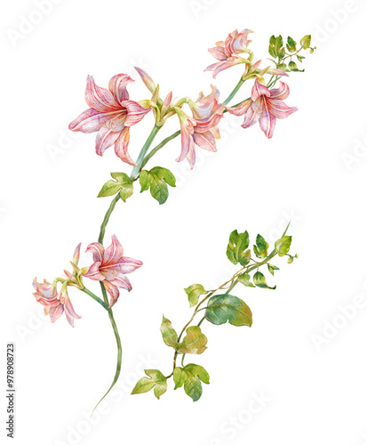 watercolor painting of leaves and flower, on transparent background